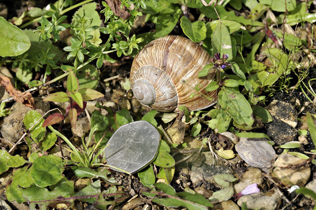Roman Snail, Chedworth