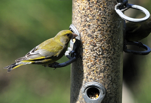 Greenfinch at the Dyfi Osprey Project
