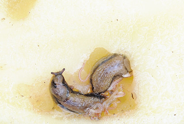 Slugs and wireworms in a potato