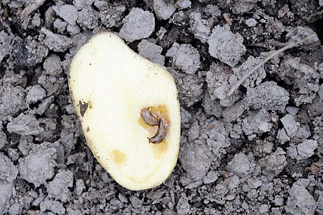 wireworm and slugs in potato