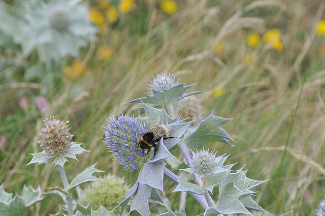 Sea Holly and bumblebee