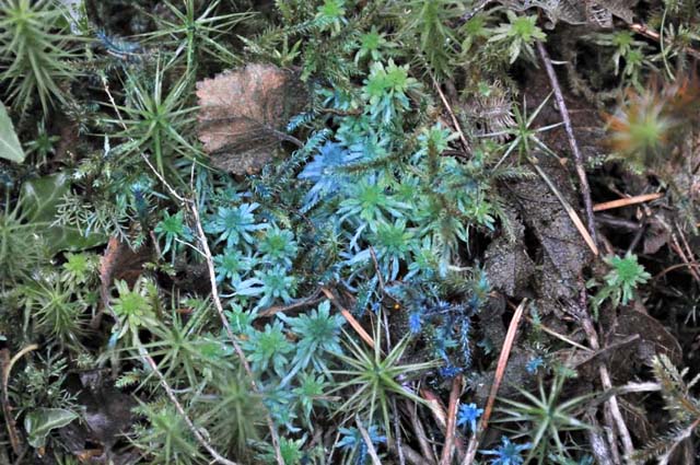 Copper-salts impregnating sphagnum moss