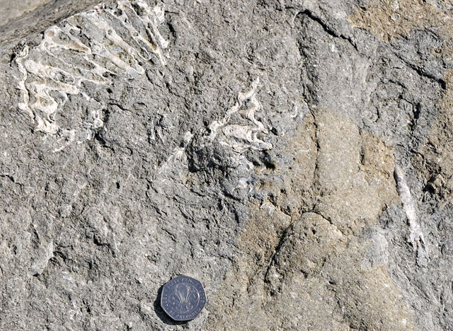 Jurassic fossils, Tonfanau