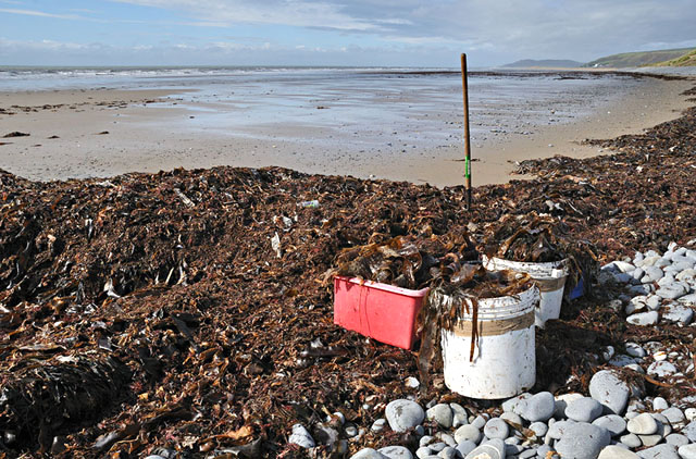 Loading up weed for composting, Borth Beach