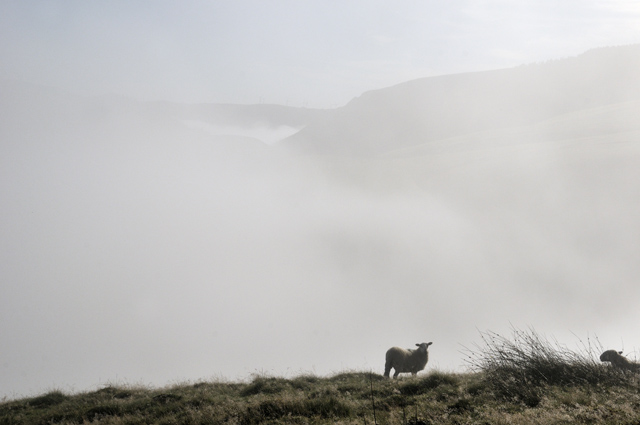 fog and lamb