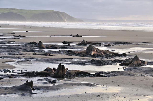 fossil forest borth