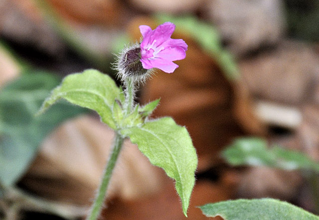 late November Red Campion
