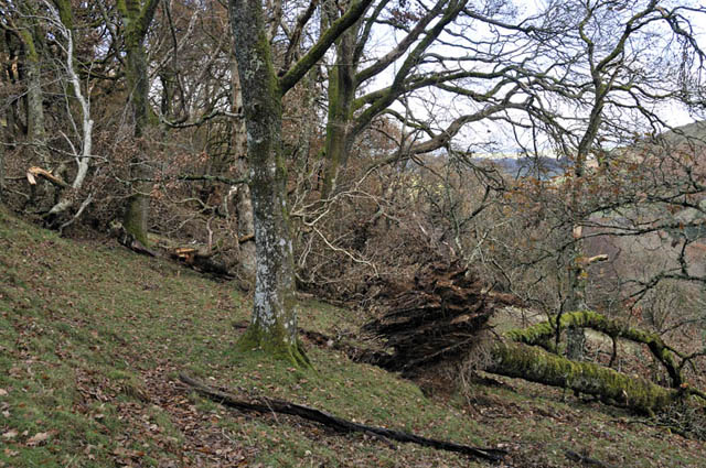 wind damage near Machynlleth, October 2012