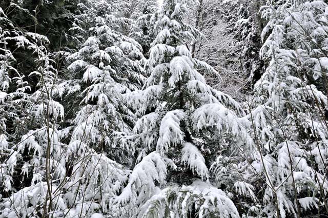 Conifers and snow
