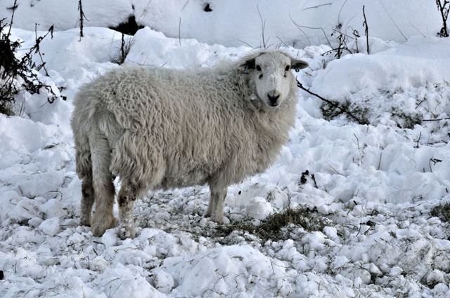 Sheep digging for food, Machynlleth, December 2010