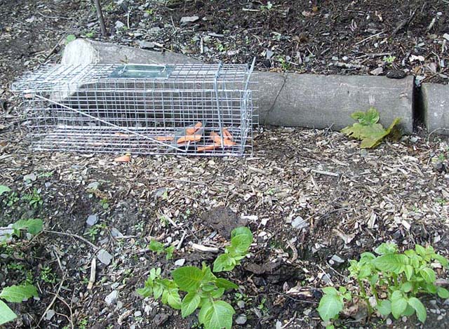 rabbit-trap