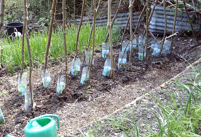 protection for runner-bean seedlings