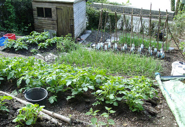 View of the growing garden