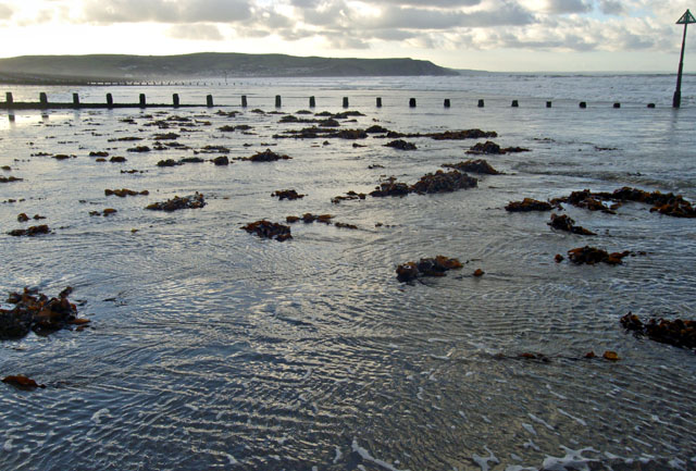 Seaweed washing ashore after the storm, Borth