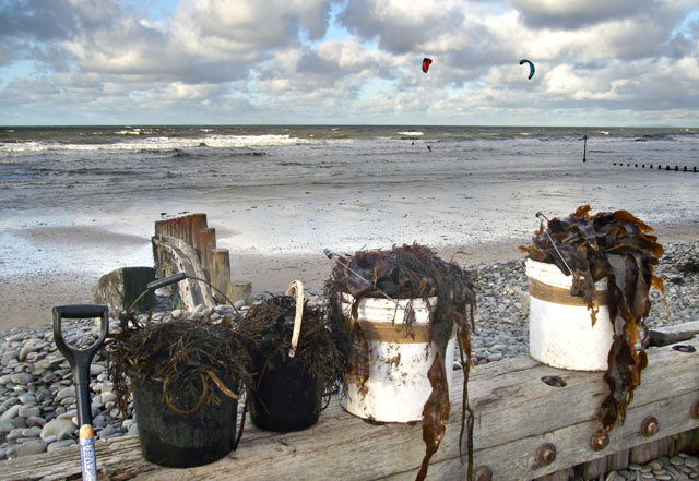 Seaweed in buckets ready to go