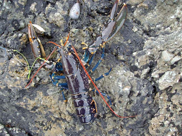 Lobster from Bardsey Sound