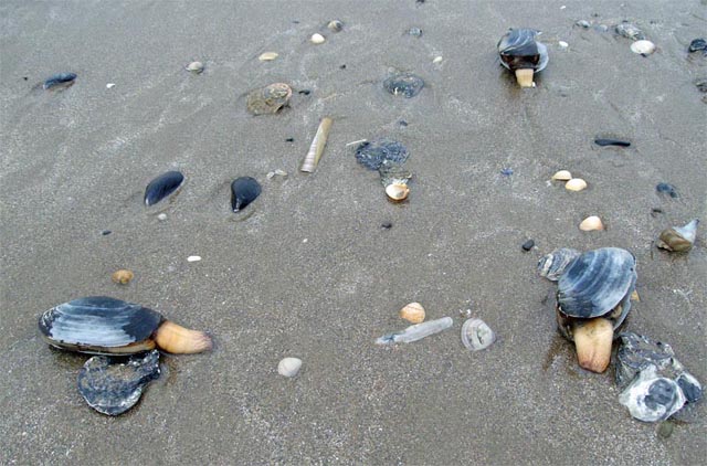 closeup of clams (Mya sp) washed up at Borth