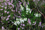 "Normal" and White Heather - Glaslyn Nature Reserve