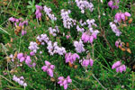 Common heather and Ling, Glaslyn Nature Reserve