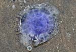 Bluefire Jellyfish (with photographer's reflection in a bubble) - Borth Beach