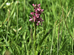 Early Marsh Orchid, Ynyslas Dunes