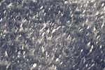 Surface-hoar crystals on lying snow