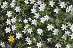 Wood Anenomes and a solitary Celandine