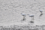 Little Egrets, Glandyfi
