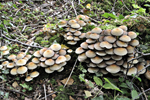 Psathyrella fungus, near Machynlleth