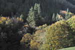 Autumn near Glaspwll, Cwm Llyfnant