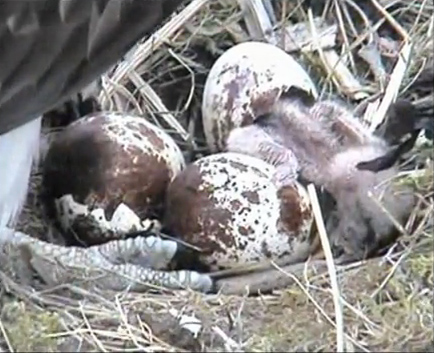 Screengrab - Osprey hatching out, Cors Dyfi