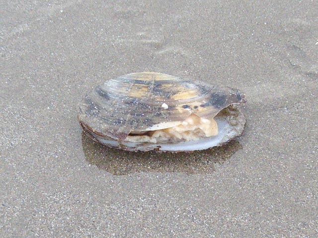 A clam (Mya sp.) washed up at Borth