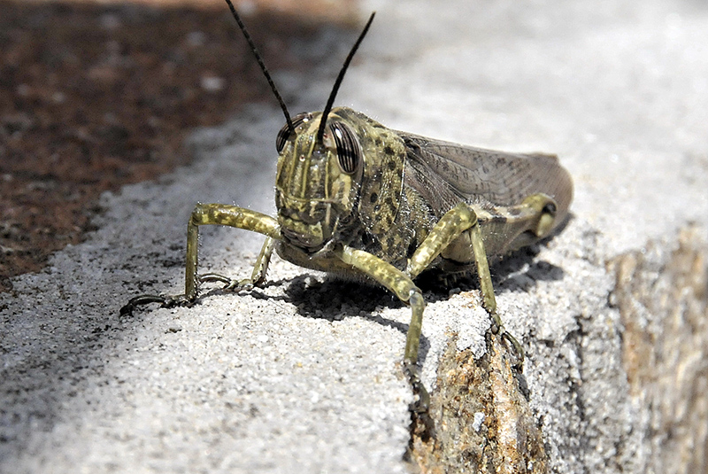 Egyptian grasshopper