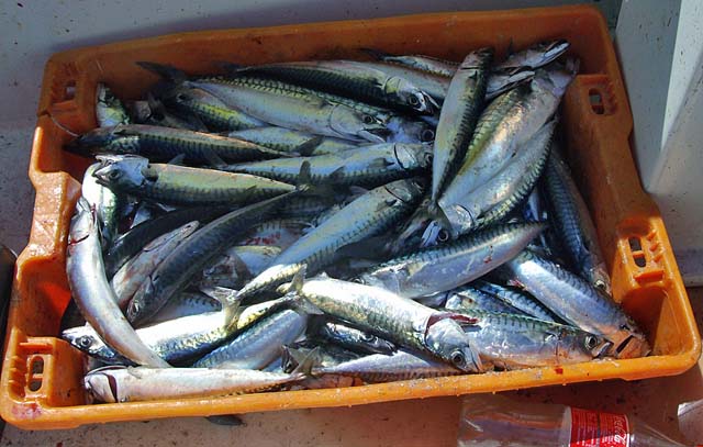 fresh-caught mackerel